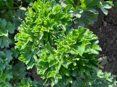 curly parsley